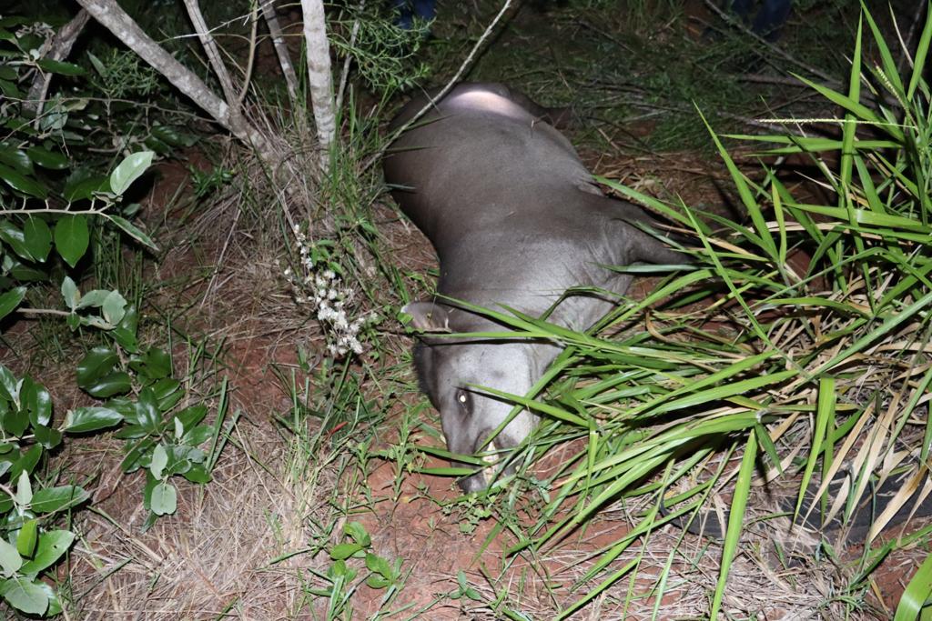 Anta morreu na hora - Foto: Jornal da Nova